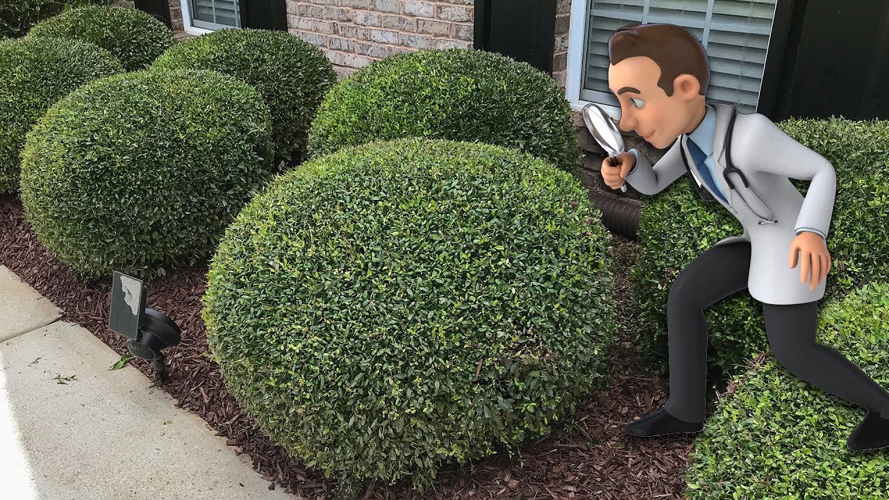 Trimming Round Ball Bushes