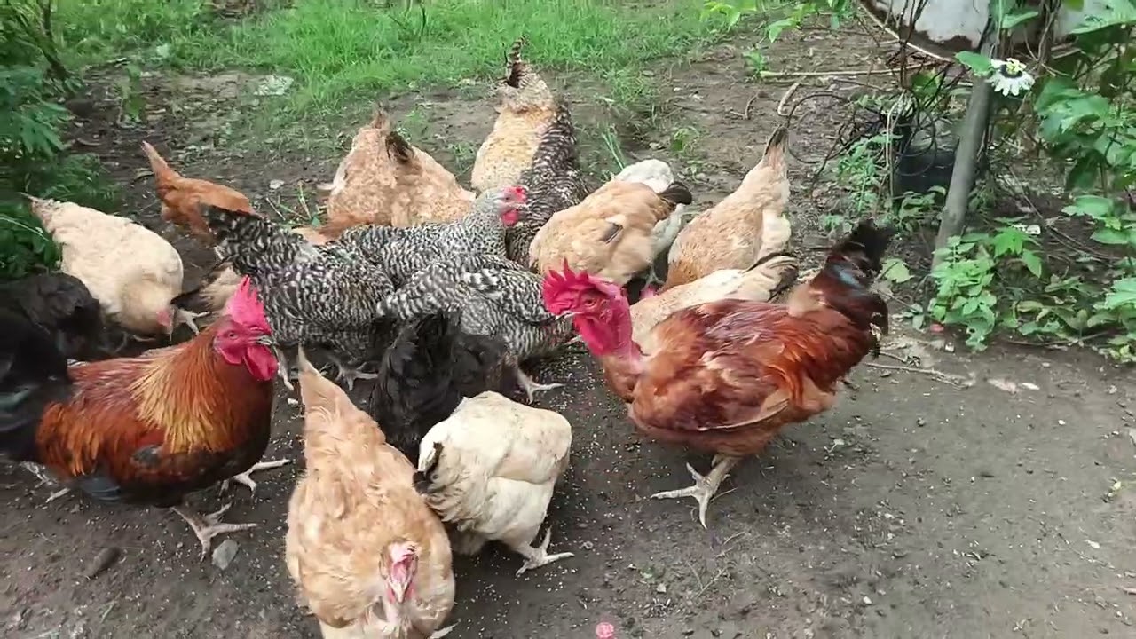 KATI YA SASSO NA KROILER ANAYEFAA KWA BIASHARA YA HARAKA YA NYAMA NI SASSO