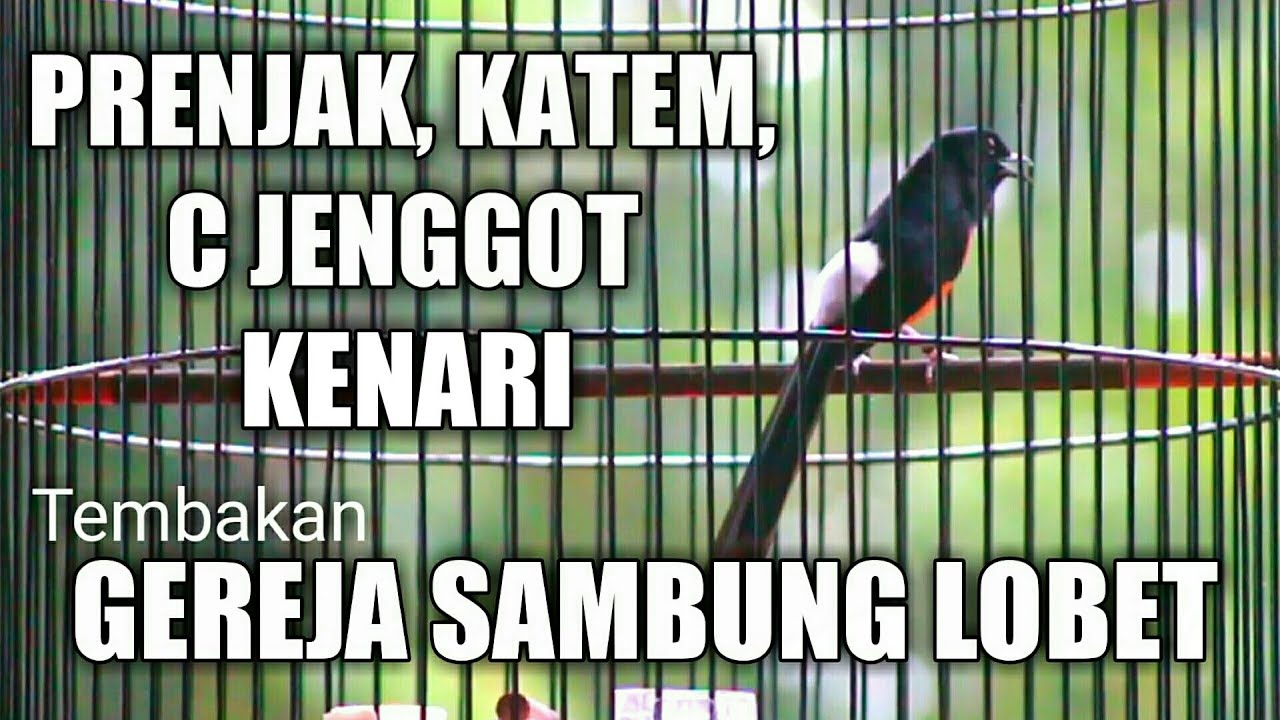 Murai Batu Gacor Full Isian Tembakan Mewah Gereja Sambung Lovebird Kenari Kapas Tembak Prenjak Dll