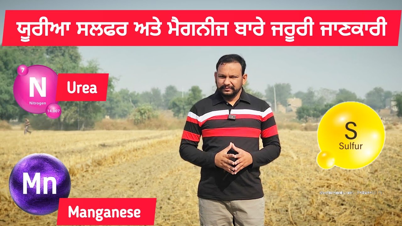 ਕਣਕ ਦੀ ਫਸਲ ਵਿੱਚ ਮੈਗਨੀਜ ਸਲਫਰ ਅਤੇ ਯੂਰੀਆ ਦੀ ਮਹੱਹਤਾ ਨੂੰ ਸਮਝੋ Nitrogen, sulfur menganese Deficiency wheat