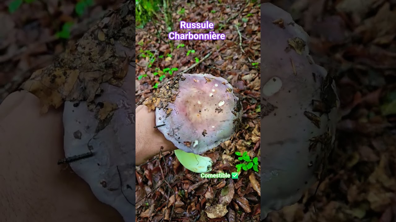 Russule Charbonni&egrave;re ✅️ #nature #naturelovers #champignons #mushroom #beautiful #food #forest #cute