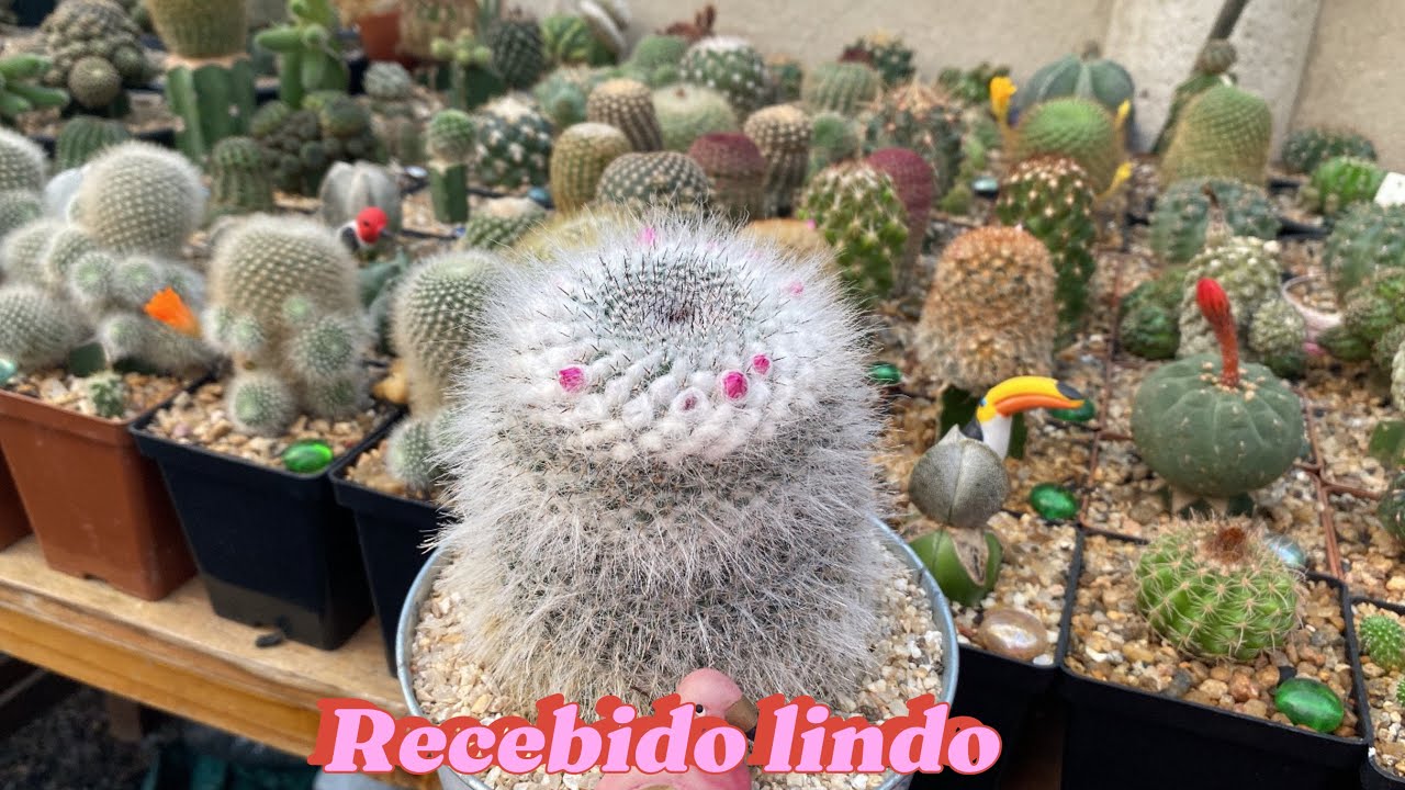 Mais um recebido lindo do cactario Menezes 🥰🥰🥰🌵        E mostrando alguns gêneros lindos 