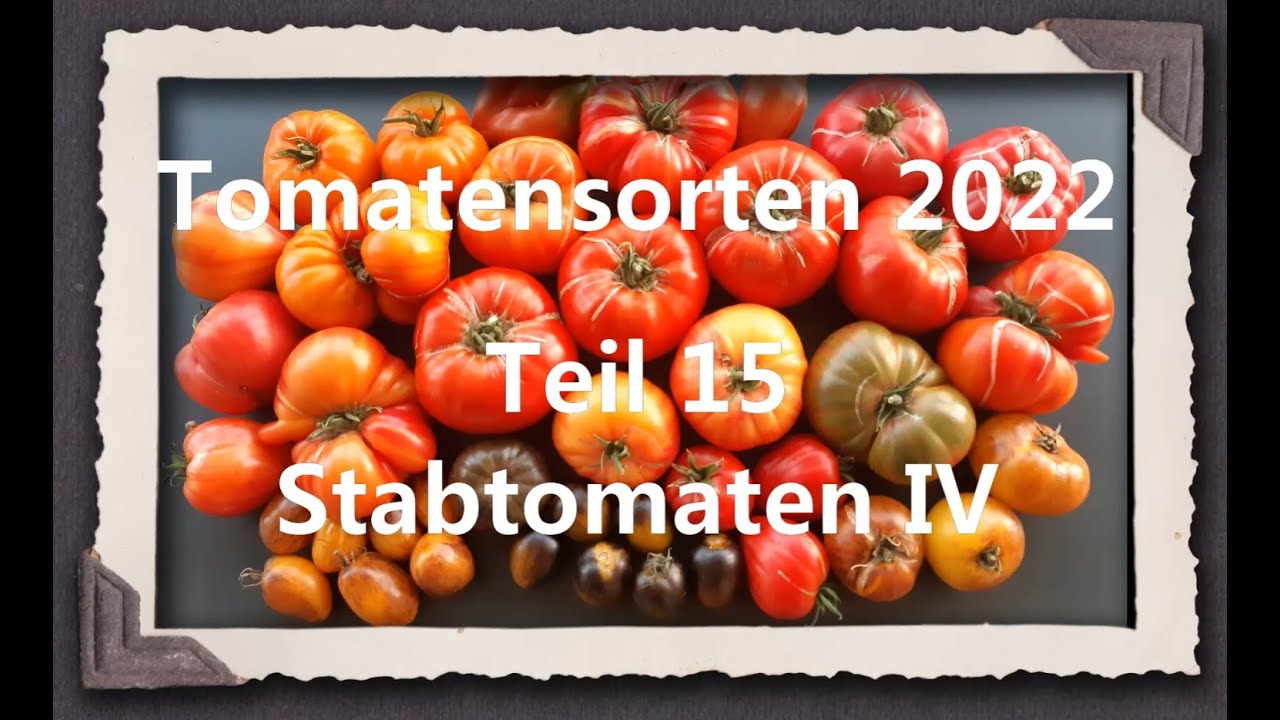 Tomatensorten 2022 Teil 15 - Stabtomaten IV