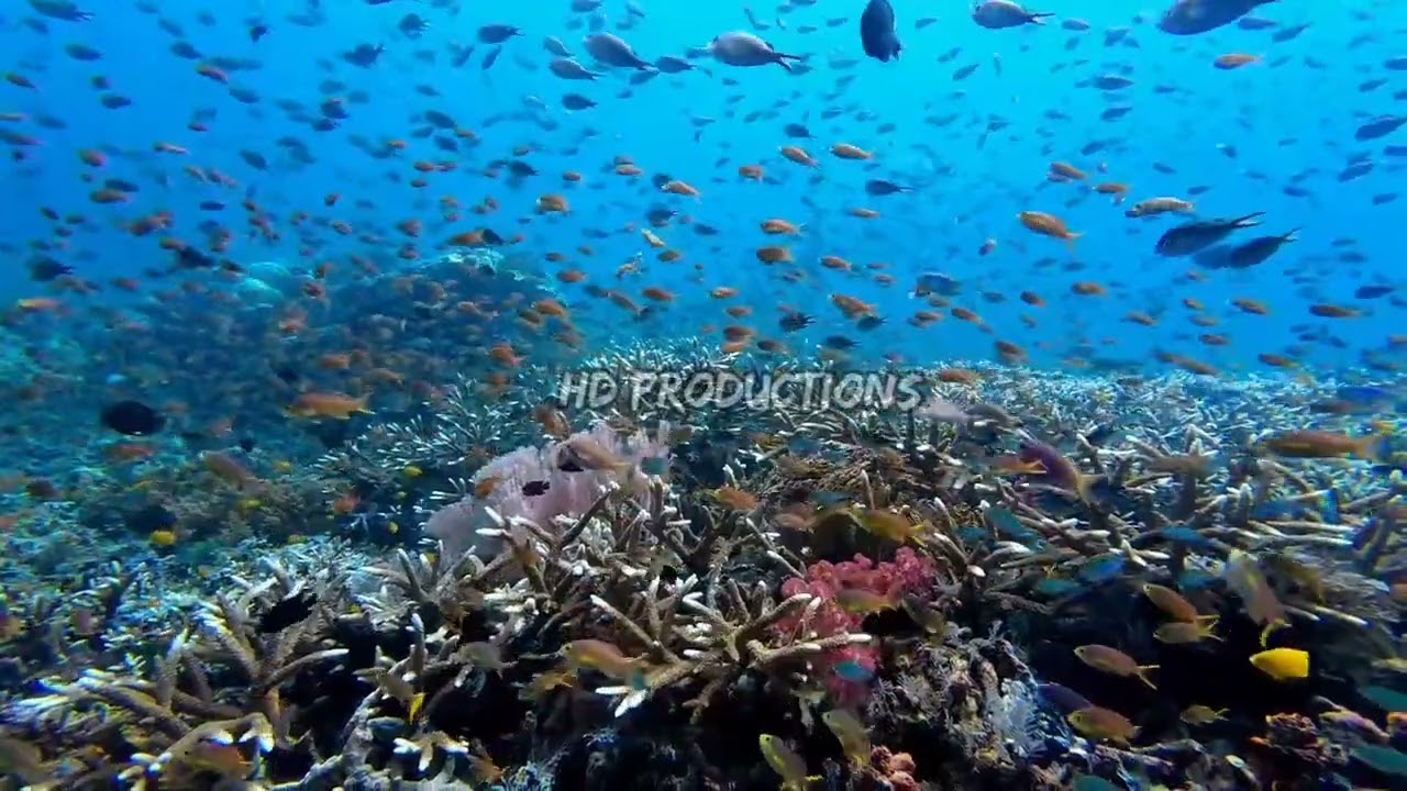 Красота коралловых рифов в морях Индонезии 15 #asmr #relaxing #beauty #coralreef #indonesia #sea