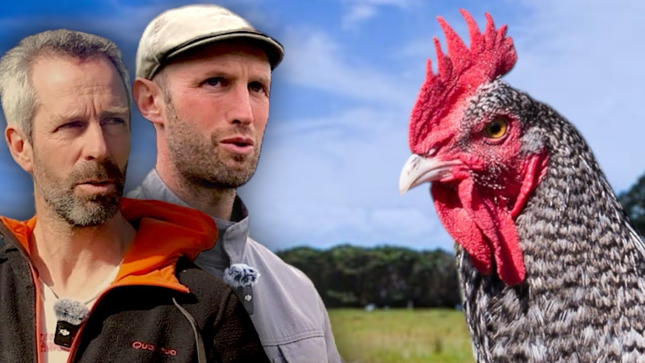 24h au cœur du combat pour sauver les poules bretonnes.