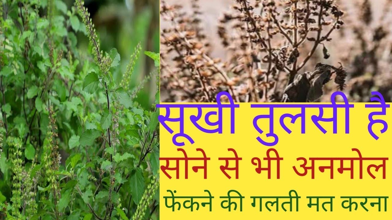 सुख तुलसी है सोने से भी अनमोल फेंकने की गलती मत करना #liveon
