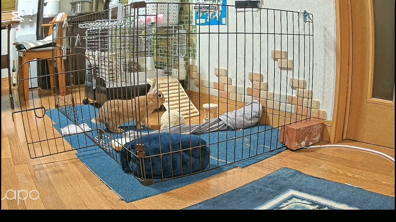 小屋を開けると、自由だぁ～   #うさぎ #rabbit #bunny #かわいい #癒し 