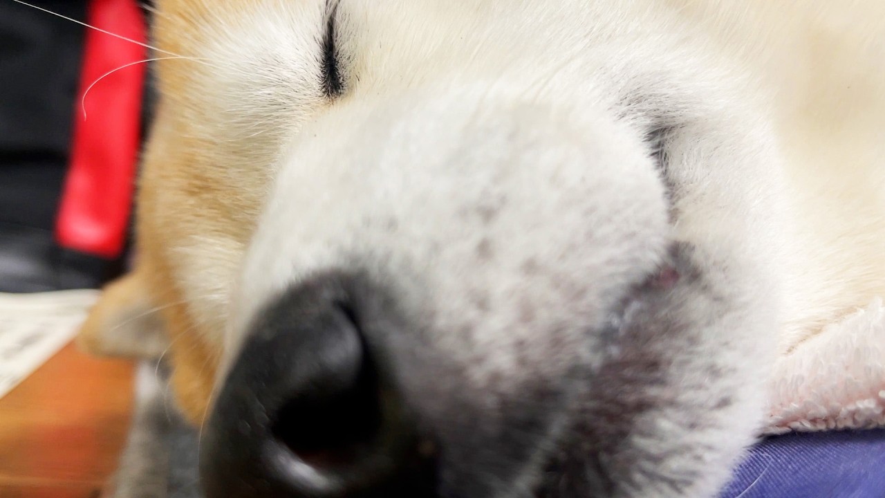 The sleeping Shibe seems to have something to say (and is busy).