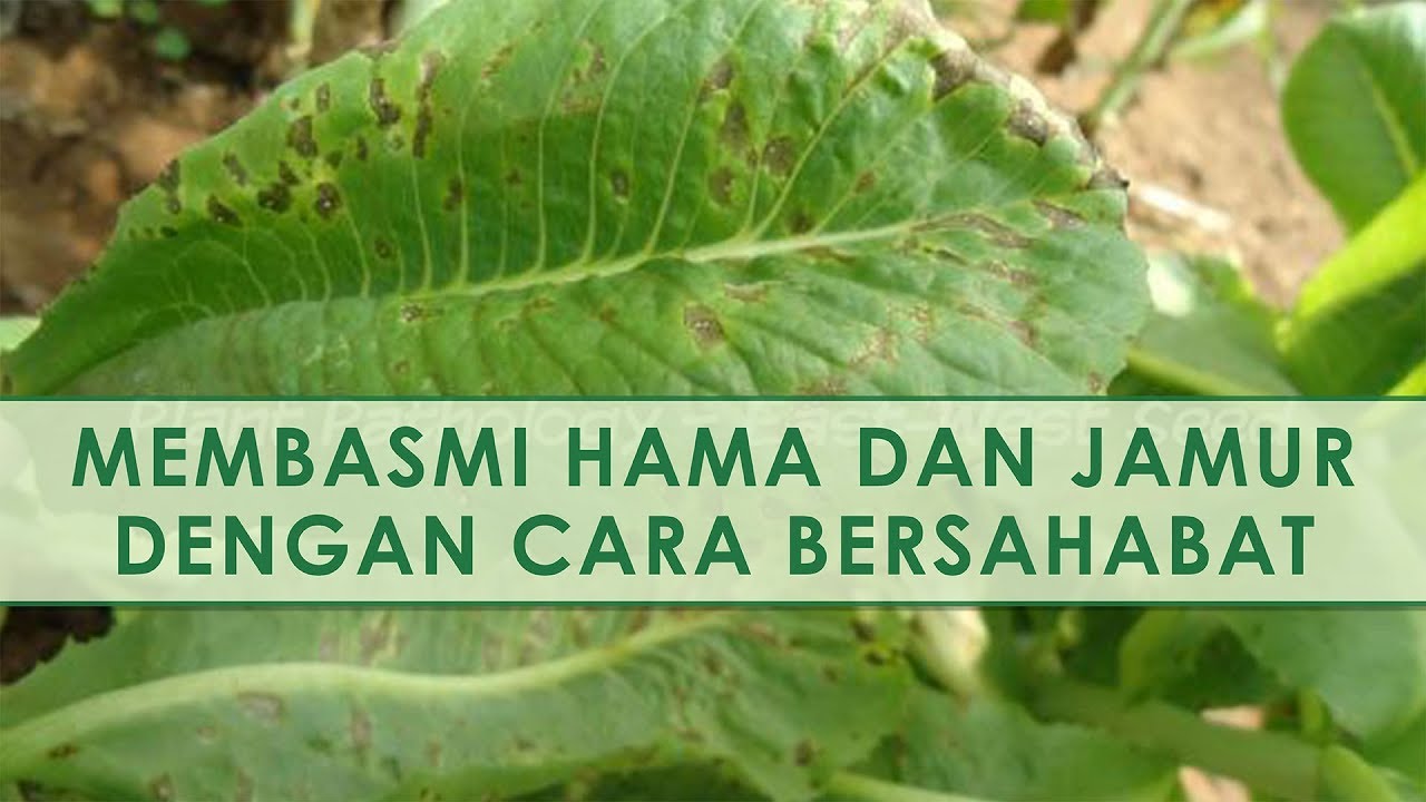 Cara (lain) Menanggulangi Hama dan Jamur pada Sayuran Hidroponik