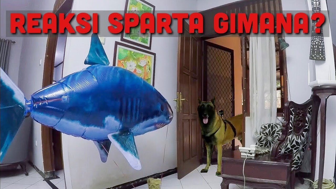 PRANK BALON HIU KE SPARTA! | SPARTA THE BELGIAN MALINOIS