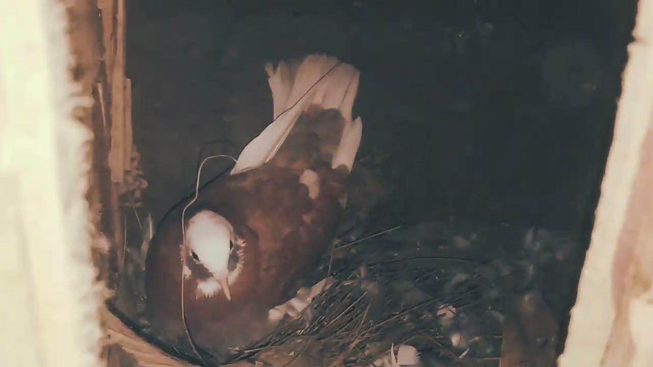 #pigeon #india #kabootar #viral 