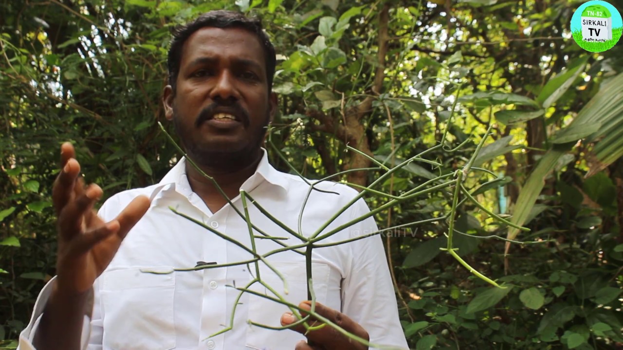 வீட்டு வாசல்முன் இருக்கும் கொடி கள்ளி இவ்வளவு சக்தி இருக்கா? மூலிகை தோட்டம் | Kodi Kalli