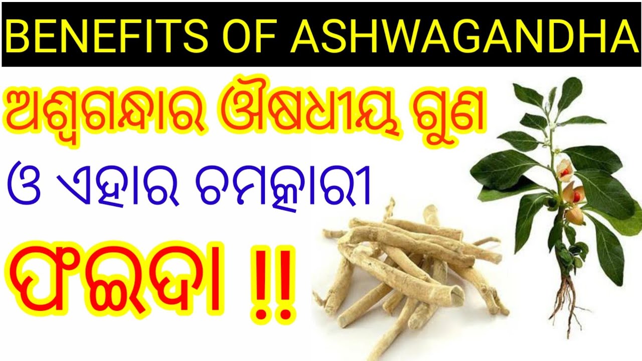 Benefits of ashwagandha in odia, Ashwagandha ra upakarita,Odia health tips on ashwagandha,Healthtips