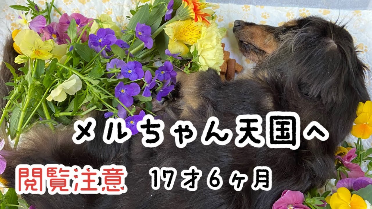 No.136 老犬ダックスメルちゃん天国へ【虹の橋】【愛犬との別れ】【痙攣】【脳腫瘍】痙攣のシーンから始まります　最後の10日前から火葬まで　ずっと大好きだよ