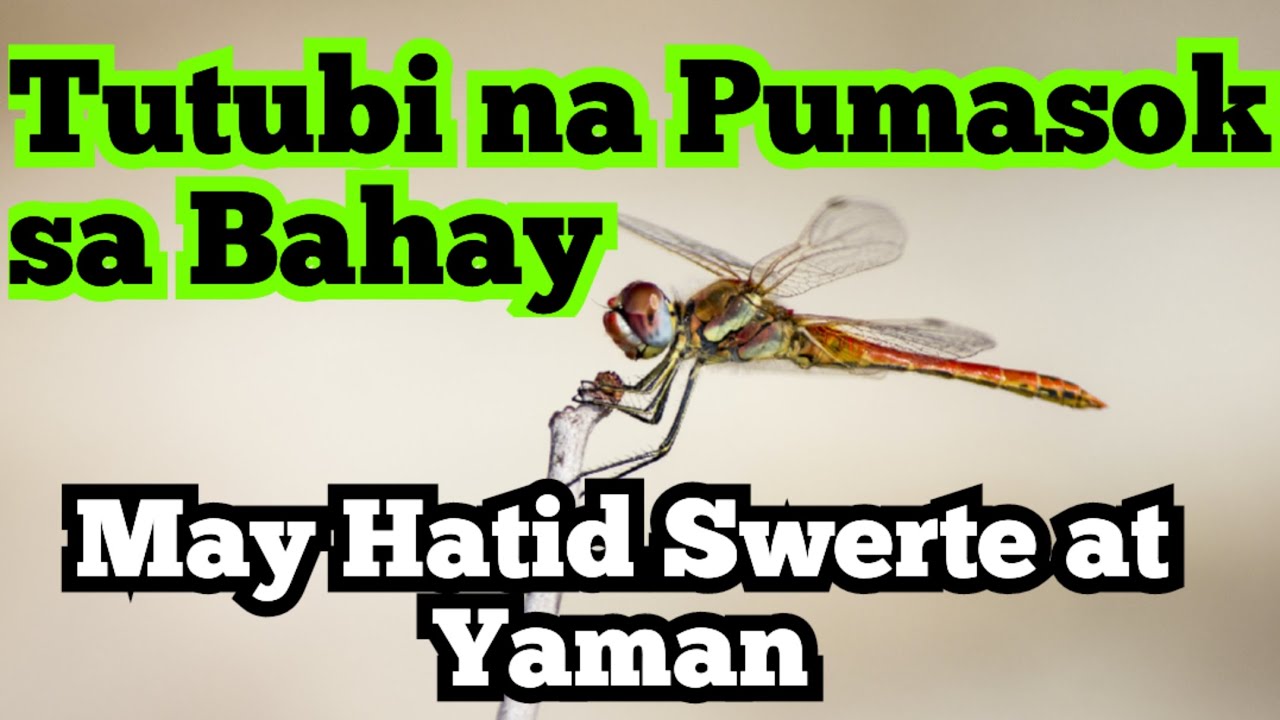 Tutubi na pumasok sa loob ng Bahay May hatid Swerte | @GoldenAura_17