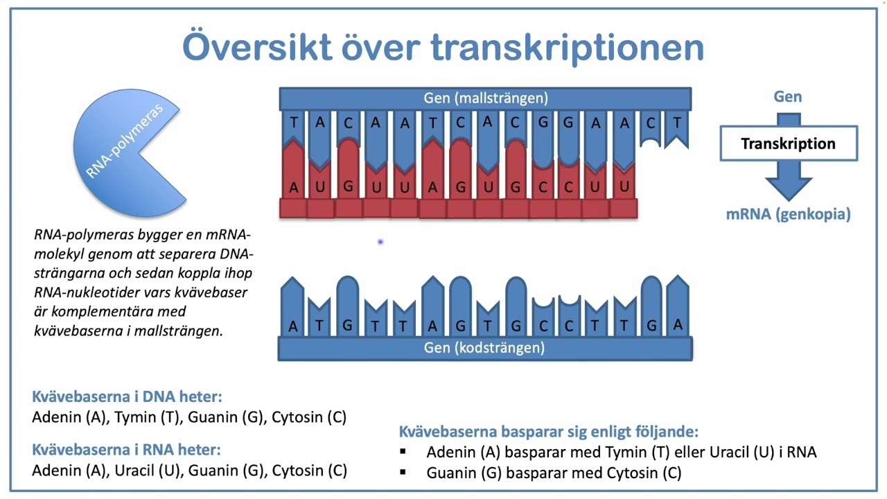 Proteinsyntesen - del 2: Transkriptionen samt modifiering & transport av mRNA