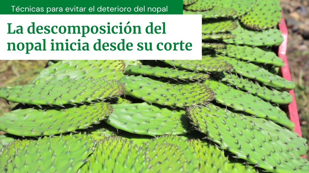 COMO EVITAR QUE EL NOPAL SE ECHE A PERDER DESPUÉS DE CORTARLO