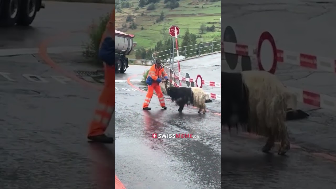 Ganz normal in der Schweiz🐐