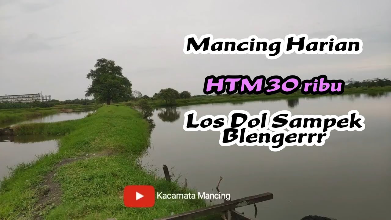 RUTE SPOT MANCING GUBUK PANGGUNG TAMBAK OSO SIDOARJO 🎣 Mancing Harian Sampek Puas