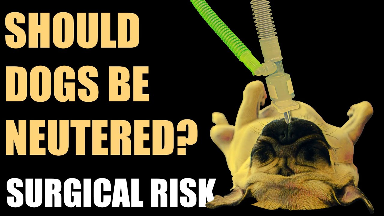 The risks and benefits of neutering dogs - Part 5 - Surgical risk