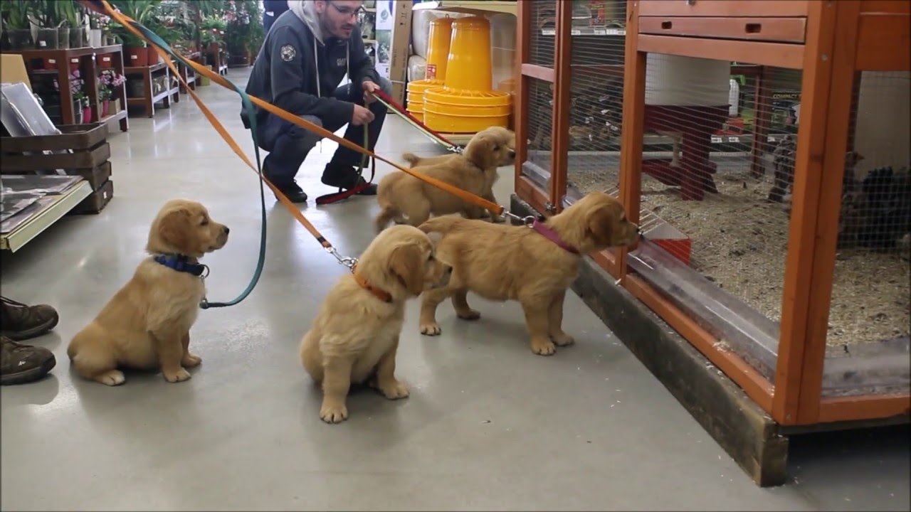 Chiots Golden Retriever de 7 semaines