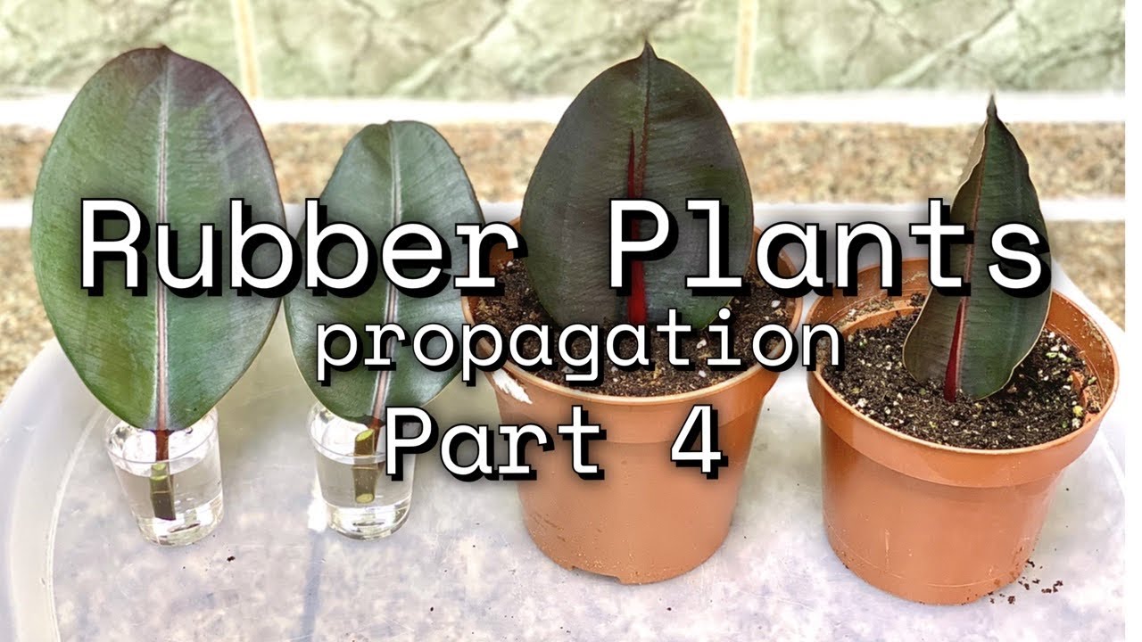 Rubber Plant or Ficus Elastica Care | Propagation | Indoor Plants