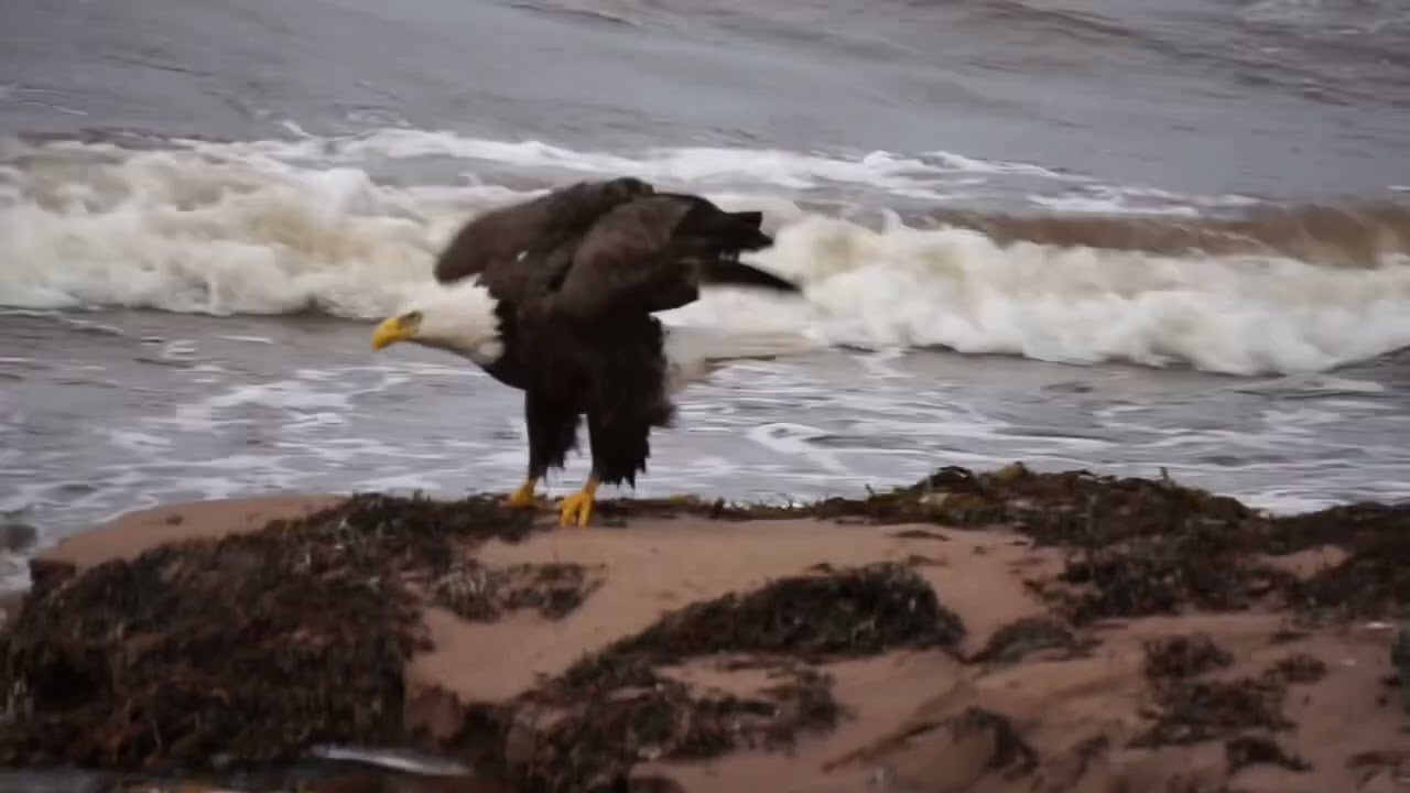Eagles! This was taken 2016, Pictou Resort Lodge, NSpics & video photography Dolores Abbott