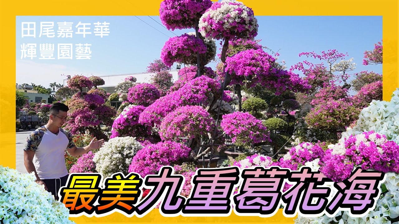 【田尾系列ep16】大家都有看過九重葛，但我打賭你沒有看過如此多的品種、花色，今天讓我們到田尾輝豐園藝，悠遊九重葛花海。＃九重葛＃田尾公路花園＃輝豐園藝＃伊恩愛種花＃bougainvillea