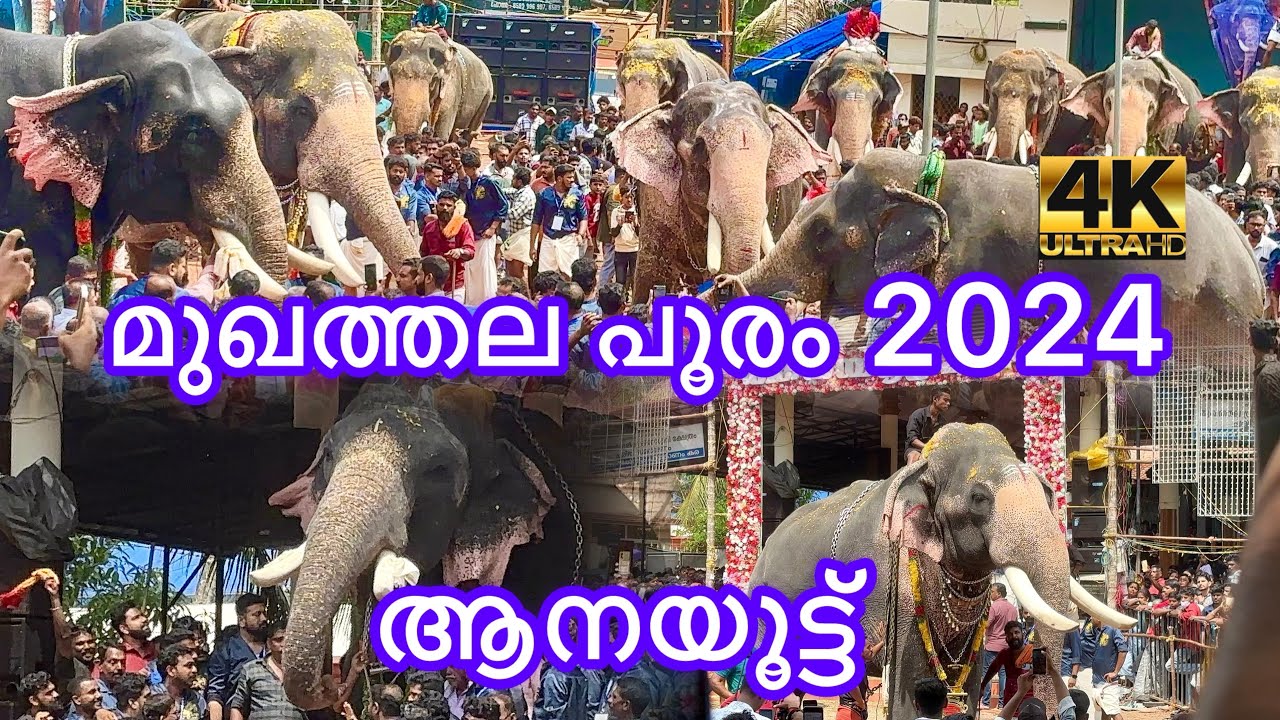 ആനയൂട്ട് |മുഖത്തല പൂരം 2024|ആന നീരാട്ടു |mukhathala ulsavam 2024|aanayootu|mukhathala murari temple