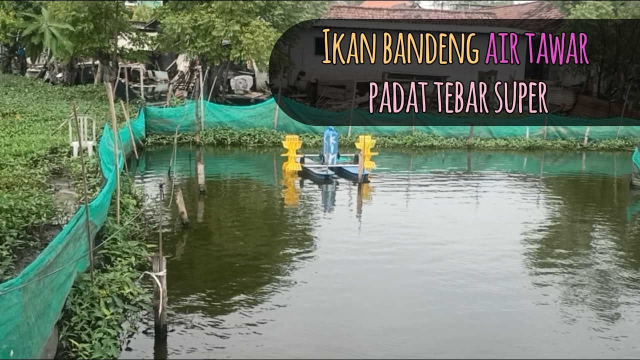 Padat tebar ikan bandeng yang ideal di kolam air tawar