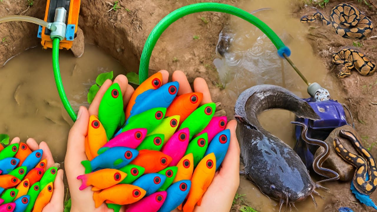 Beautiful Aquarium Fish Collection from a Small Pond | Goldfish, Baby Shark & More With pump truck