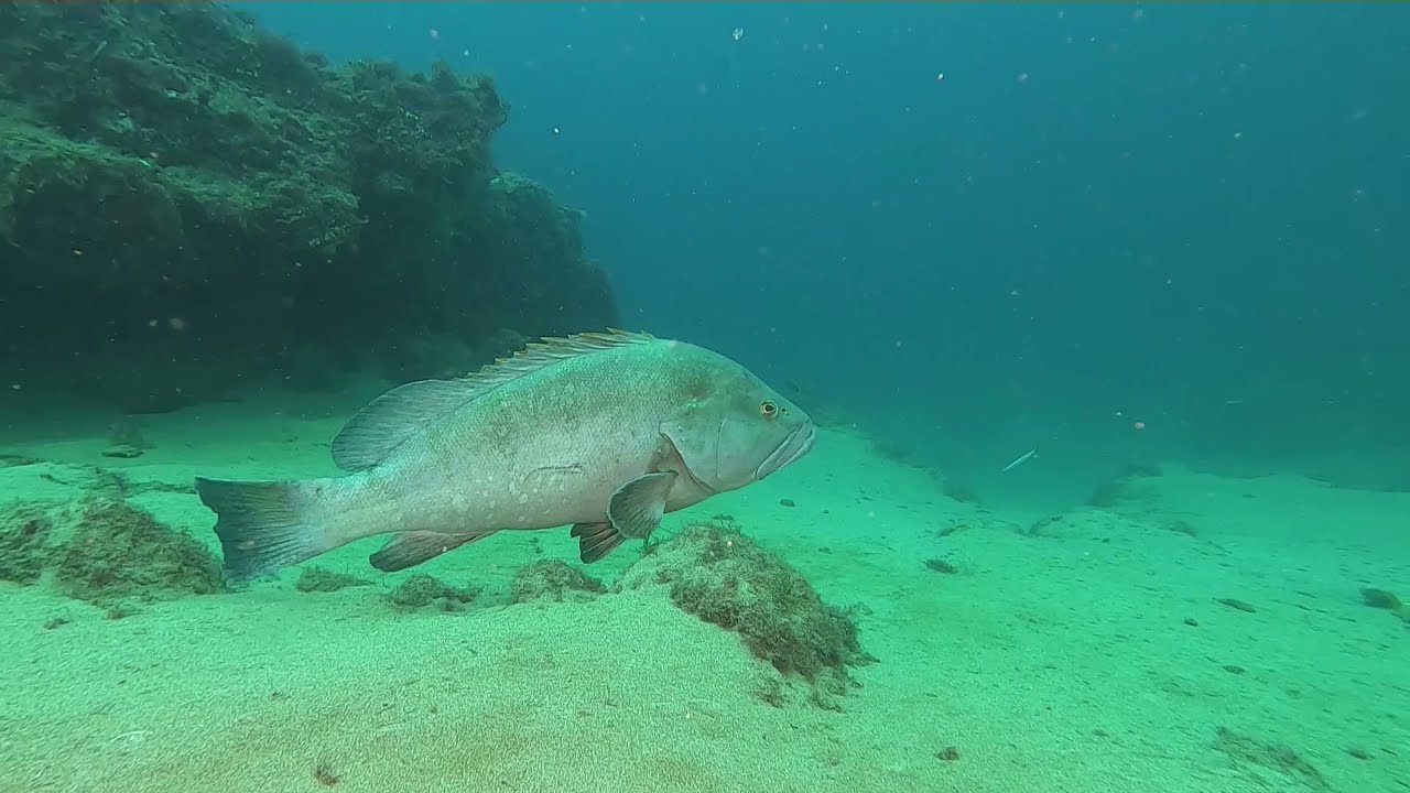 Buceo en Lanzarote Noviembre 2021