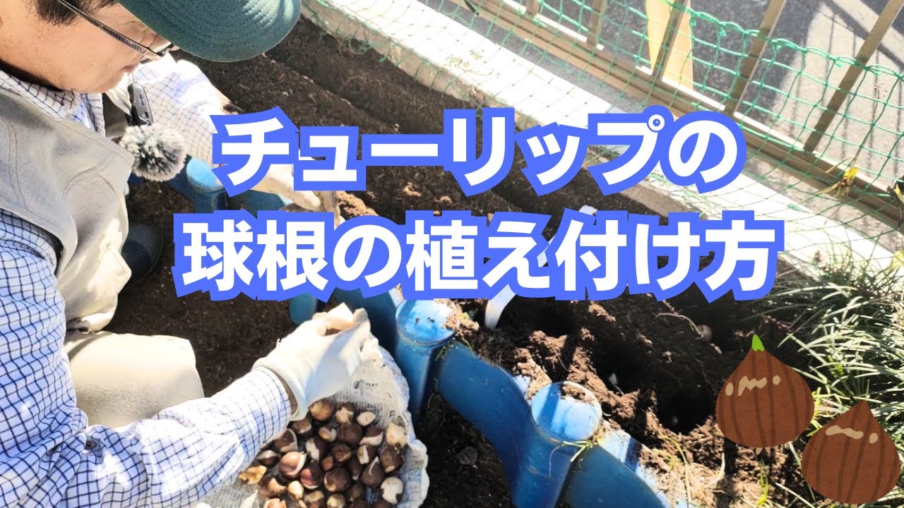 掘り上げて保管していたチューリップの球根を植え付けました【時期】【連作】2023年11月13日