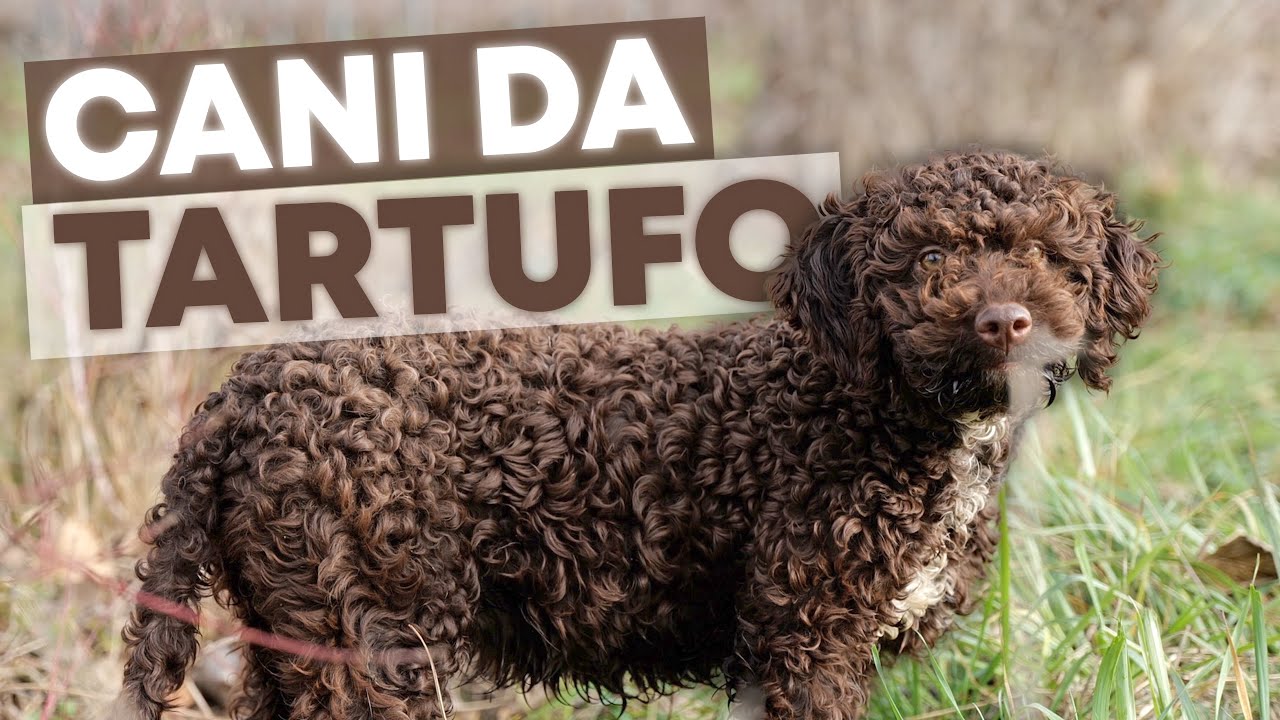 Il mio LAGOTTO ROMAGNOLO è pronto per la CACCIA