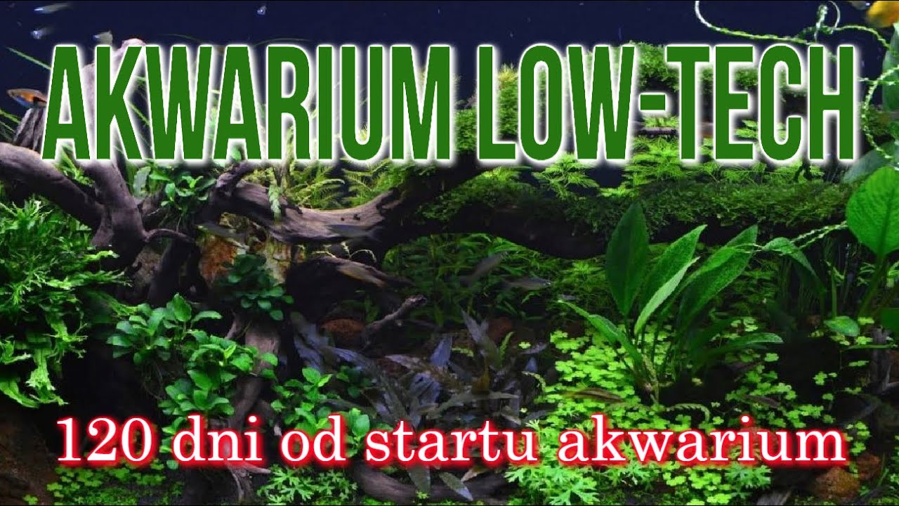 120 Dni od Startu Mega Prostego Akwarium | Akwarium Roślinne Low - Tech