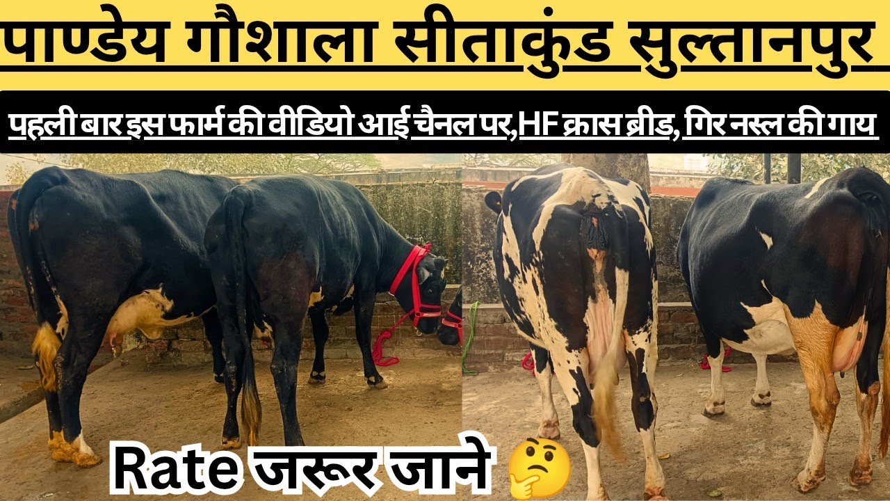 पाण्डेय गौशाला सीताकुंड सुल्तानपुर,पहली बार इस डेयरी फार्म की वीडियो आई youtube पर, यहां खरीदें।