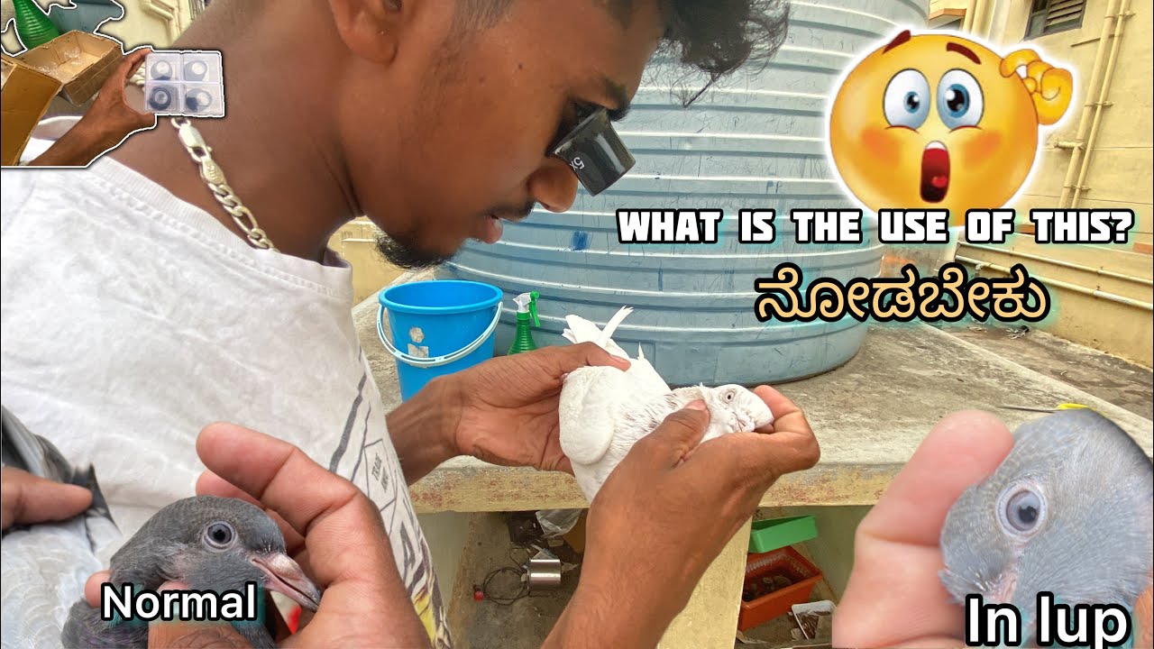How to use this product? ￼ To see Pigeon ￼￼ ￼eye explain in Kannada ||Prince loft|| 💥😍🙀