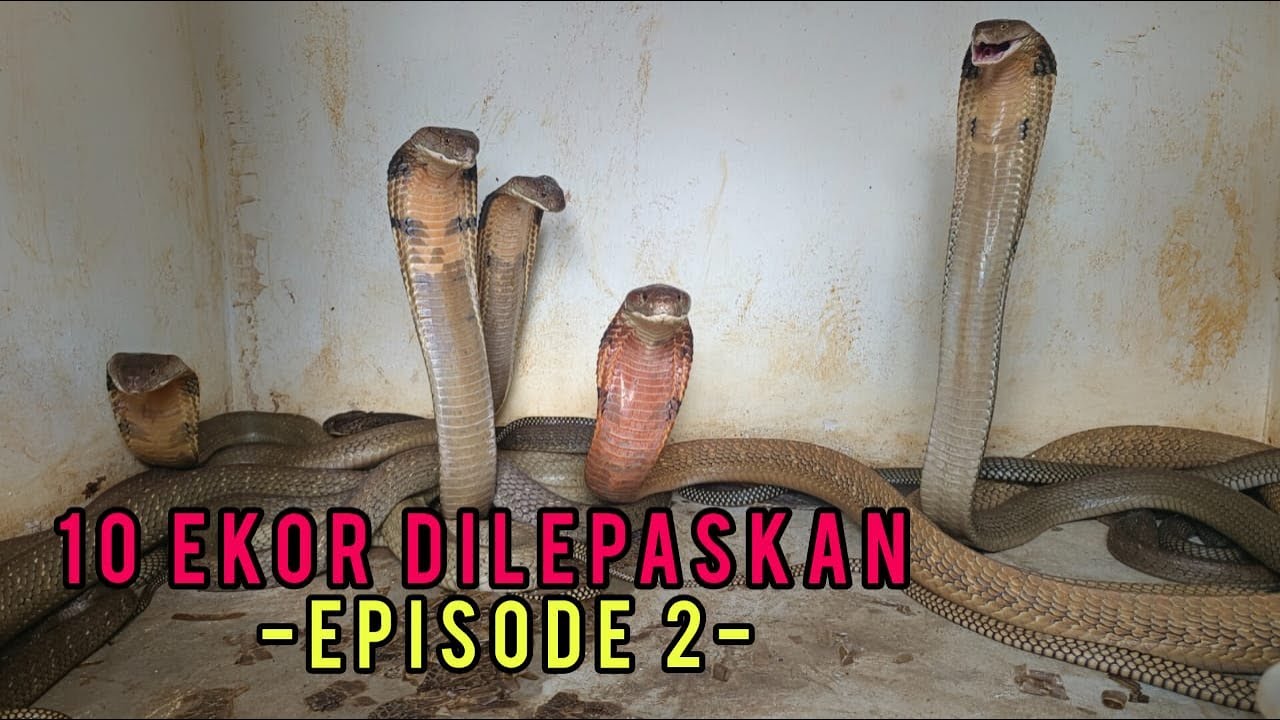 LEPAS 10 KING COBRA KE HABITAT ASAL - EPISODE 2