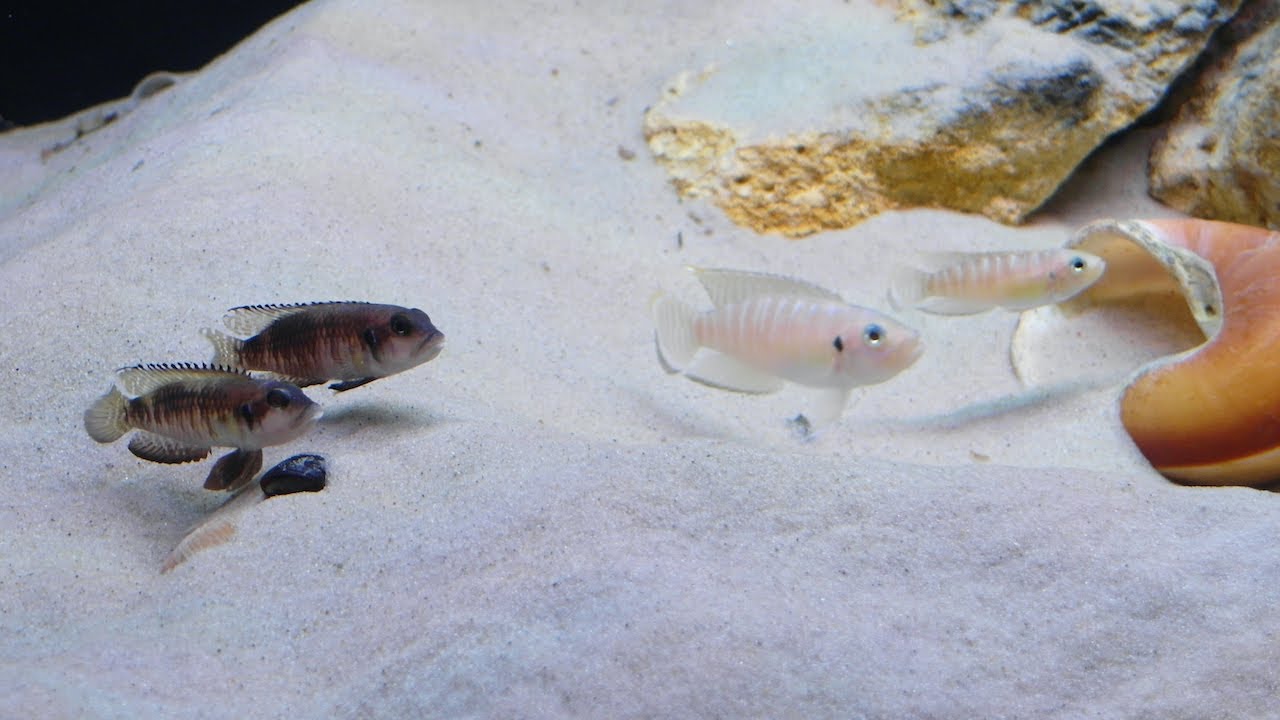 Lamprologus speciosus pair fights Neolamprologus brevis - Tanganyika shell dwellers - Muszlowce.pl