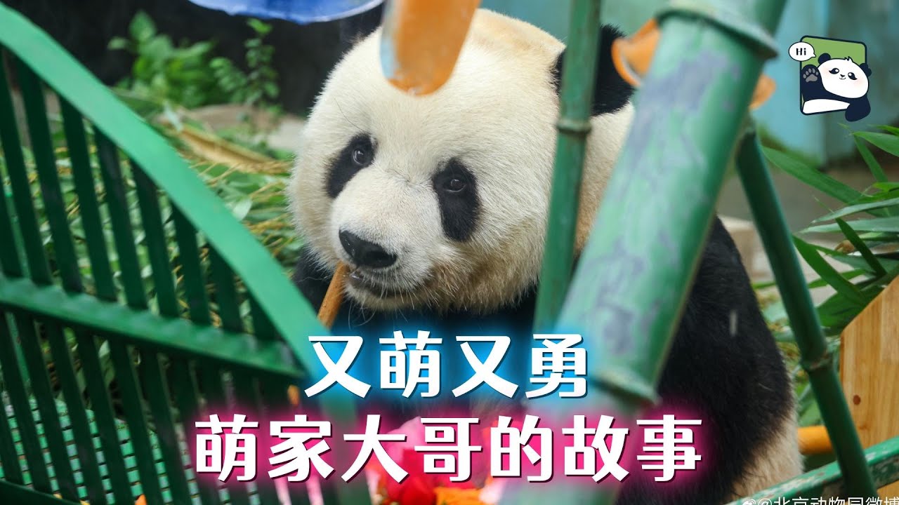 又萌又勇，这个大哥有担当，大熊猫萌大的故事
