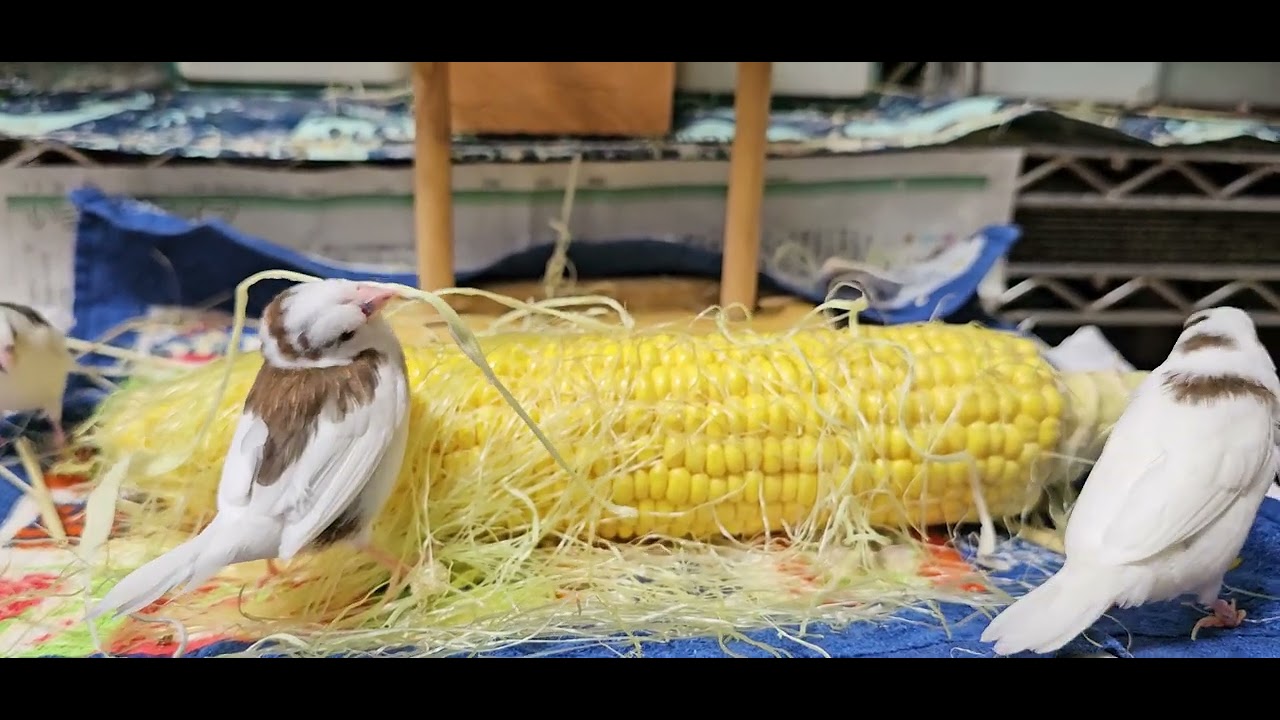 2025/8/25 十姉妹🍍とうもろこしと みんな①🐦