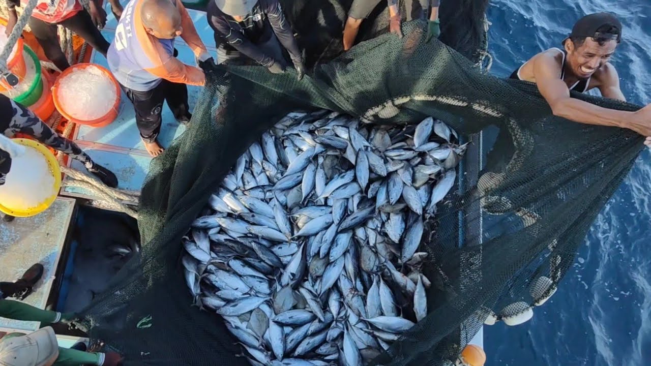 Kawanan ikan aya timbul sejauh mata memandang & nelayan pukat jerut bagaikan pesta