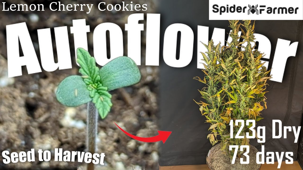 How I Grow -40- From Seed to Harvest -Lemon Cherry Cookies Auto Fastbuds- Spiderfarmer SF4000