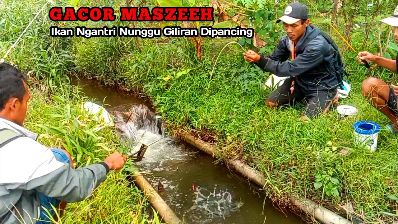 GACOR !! Begini Hasilnya Kalau Mancing Bareng Syakur Nyendal Maning Di Selokan