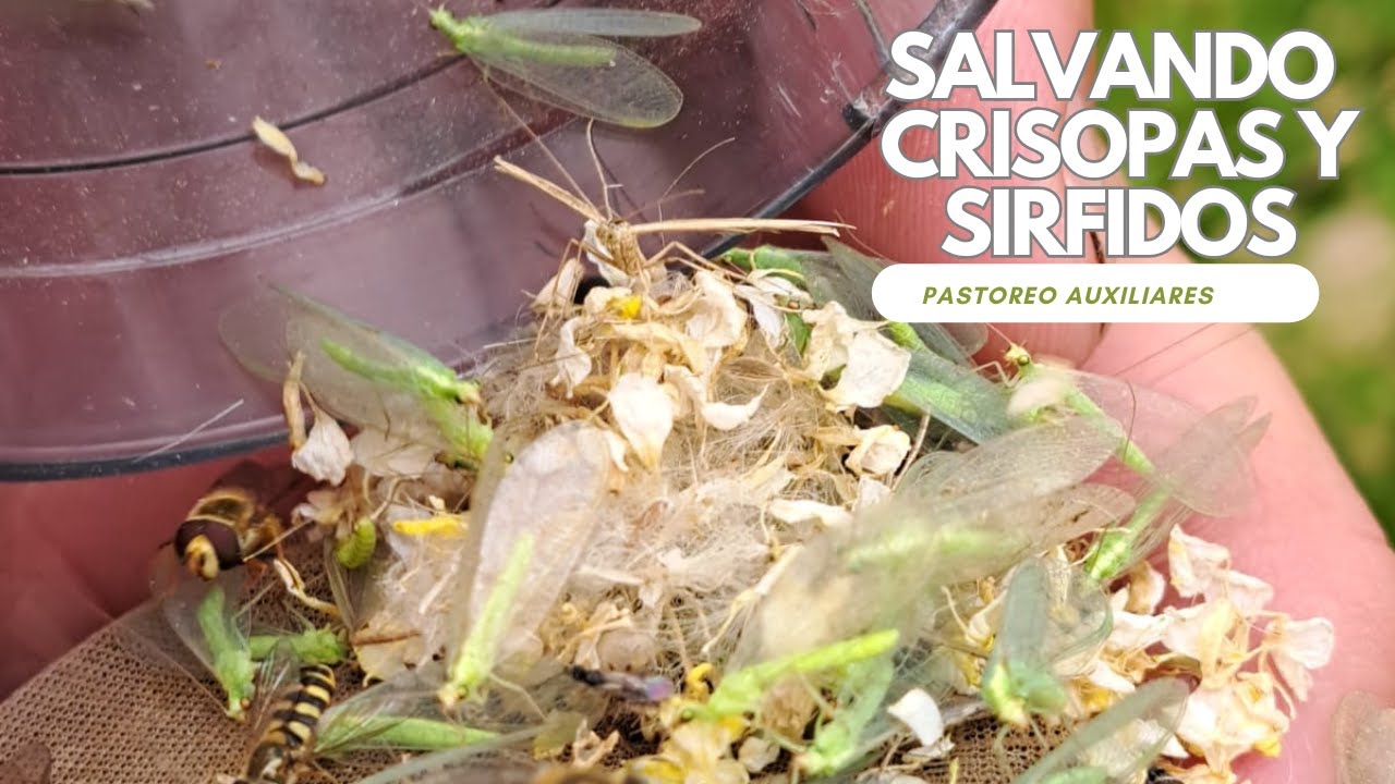 Rescatando Crisopas y Sirfidos