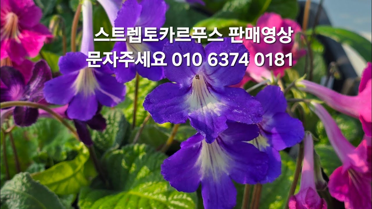 #스트렙토카르푸스판매영상