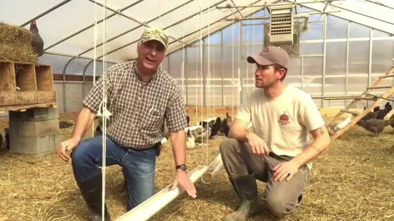 Poultry Expert's Advice on Chicken Feeders