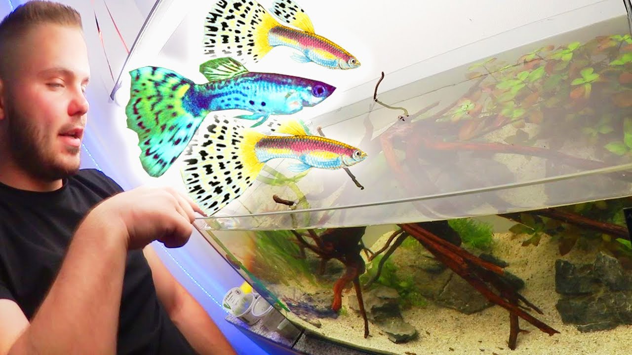 ENDLER GUPPY ZUCHT AQUARIUM AUFBAUEN (Baby Becken) | Cranket