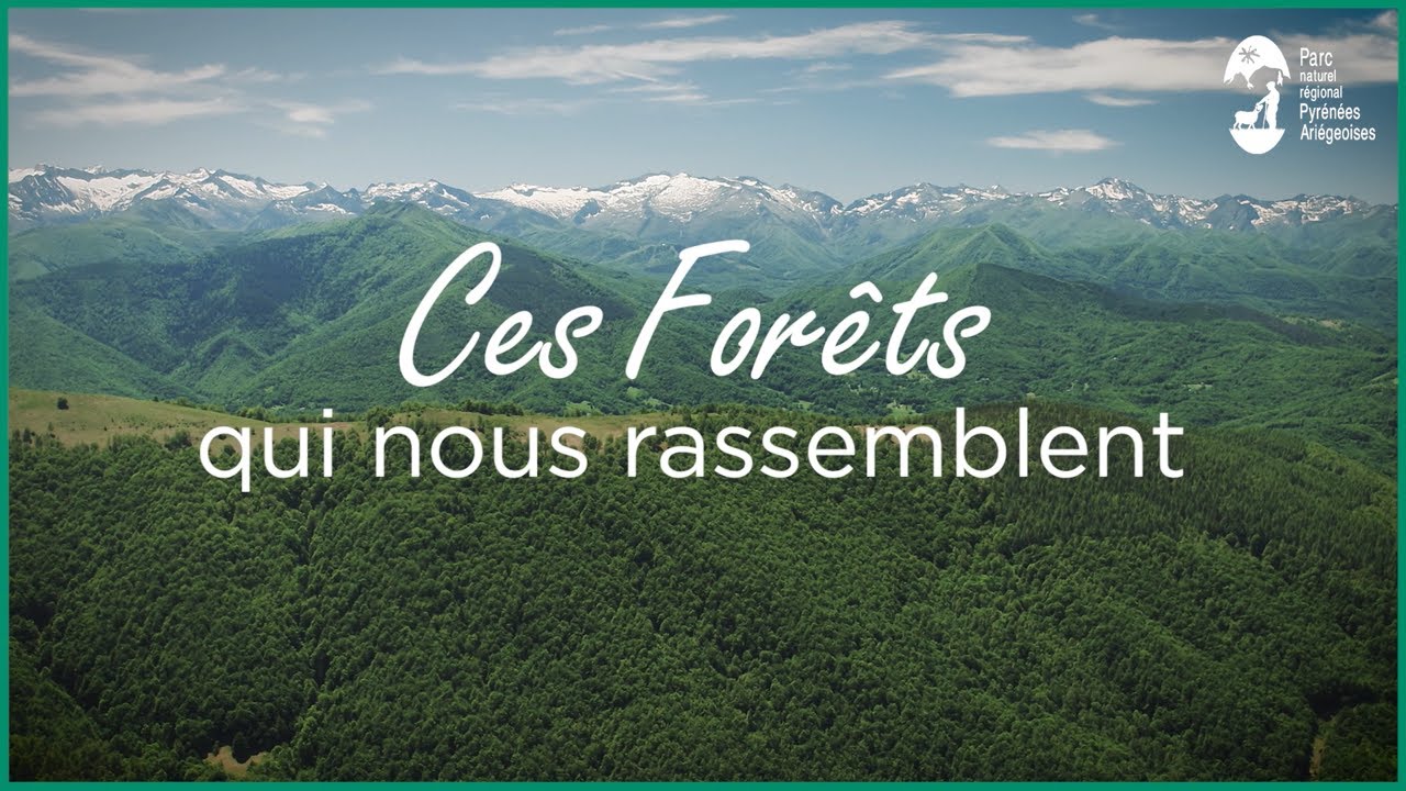 Une sylviculture douce pour préserver la biodiversité en forêt