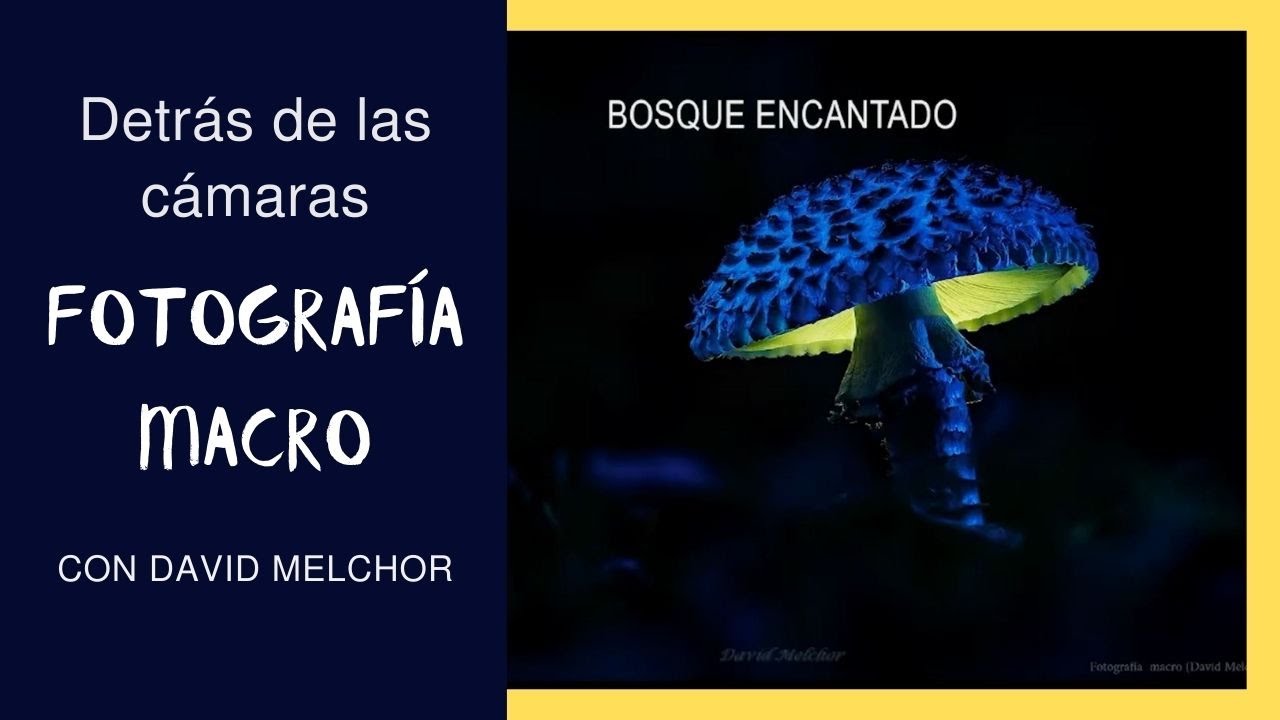 Un paseo por la FOTOGRAFÍA MACRO con David Melchor